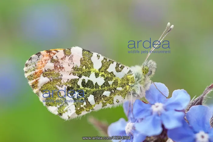 : 80197337 Orange Tip Butterfly - resting on Borage : 80197337 Orange Tip Butterfly - resting on Borage