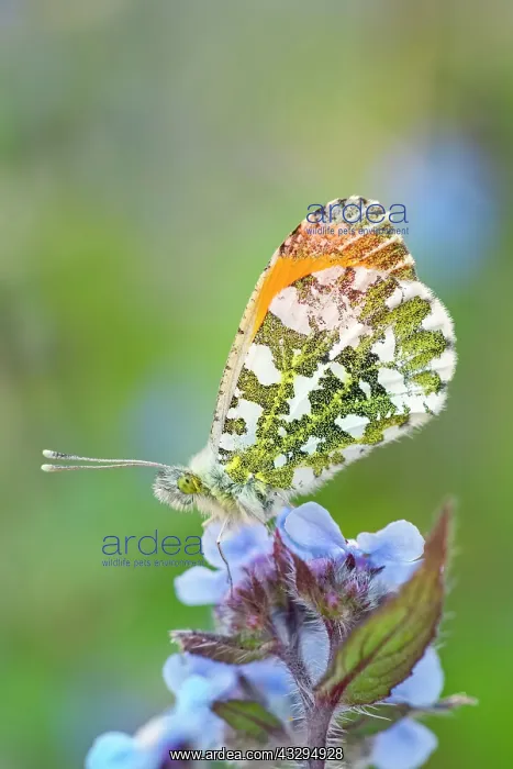 : 80197339 Orange Tip Butterfly - resting on Borage : 80197339 Orange Tip Butterfly - resting on Borage