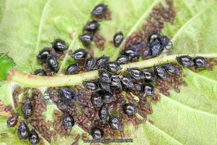 : 80197345 Cherry Blackfly on cherry leaf Myzus cerasi : 80197345 Cherry Blackfly on cherry leaf Myzus cerasi