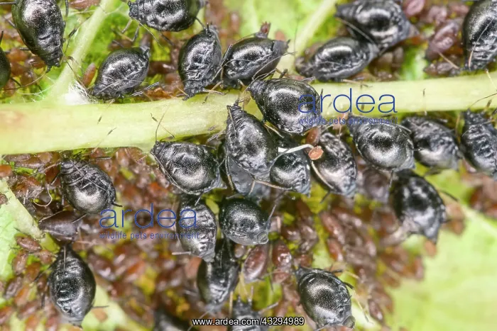 : 80197346 Cherry Blackfly on cherry leaf Myzus cerasi : 80197346 Cherry Blackfly on cherry leaf Myzus cerasi
