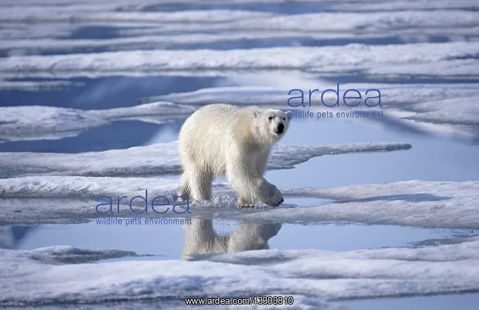 : 80197398 Polar Bear - in arctic landscape Svalbard : 80197398 Polar Bear - in arctic landscape Svalbard