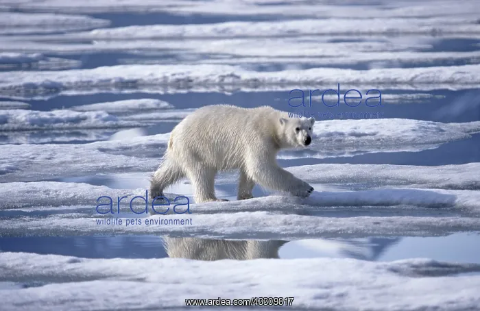 : 80197399 Polar Bear - in arctic landscape Svalbard : 80197399 Polar Bear - in arctic landscape Svalbard