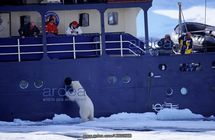 : 80197400 Polar Bear - looking through window of : 80197400 Polar Bear - looking through window of