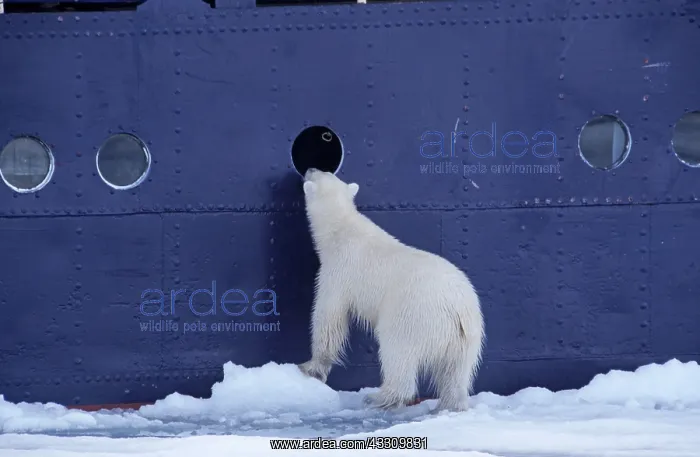 : 80197401 Polar Bear - looking through window of : 80197401 Polar Bear - looking through window of