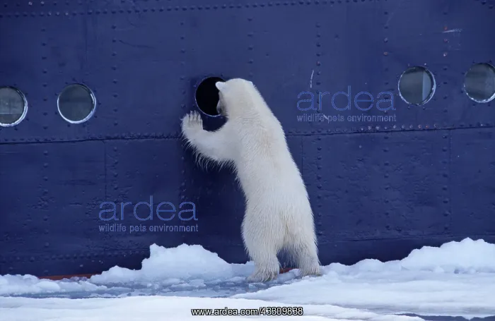 : 80197402 Polar Bear - looking through window of : 80197402 Polar Bear - looking through window of