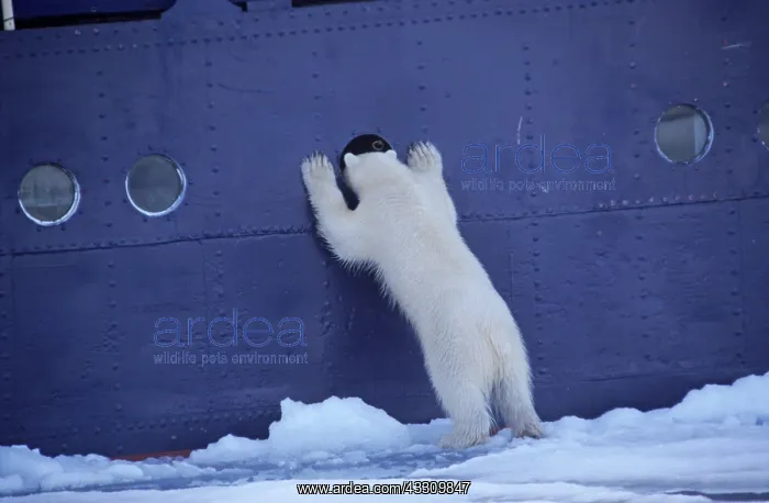 : 80197403 Polar Bear - looking through window of : 80197403 Polar Bear - looking through window of