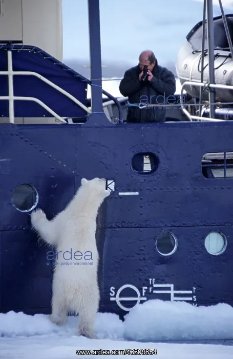 : 80197404 Polar Bear - beside ship looking at tourist : 80197404 Polar Bear - beside ship looking at tourist