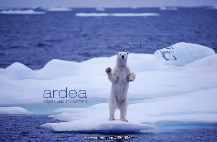 : 80197405 Polar Bear - standing up on hind legs on : 80197405 Polar Bear - standing up on hind legs on