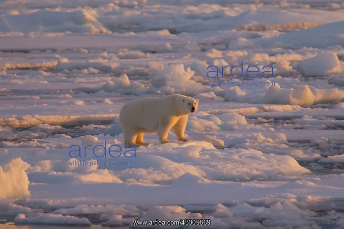: 80197406 Polar Bear - in arctic landscape Svalbard : 80197406 Polar Bear - in arctic landscape Svalbard