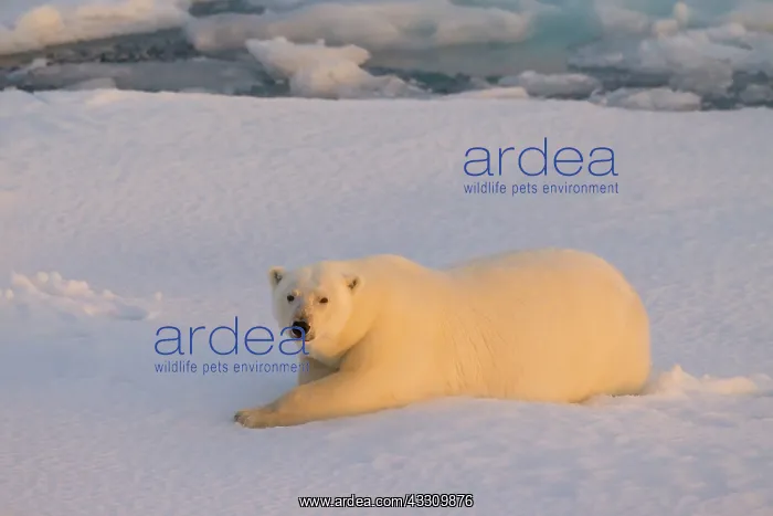 : 80197407 Polar Bear - resting on ice Svalbard, Norway : 80197407 Polar Bear - resting on ice Svalbard, Norway