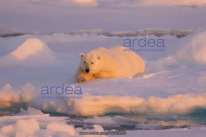 : 80197408 Polar Bear - resting on ice Svalbard, Norway : 80197408 Polar Bear - resting on ice Svalbard, Norway