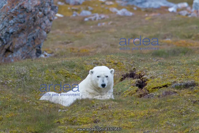 : 80197409 Polar Bear - resting on land Svalbard : 80197409 Polar Bear - resting on land Svalbard