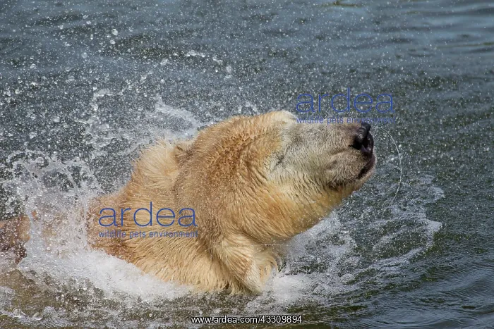 : 80197410 Polar Bear - swimming Svalbard, Norway : 80197410 Polar Bear - swimming Svalbard, Norway
