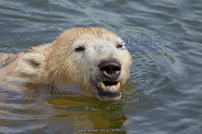 : 80197411 Polar Bear - swimming Svalbard, Norway : 80197411 Polar Bear - swimming Svalbard, Norway
