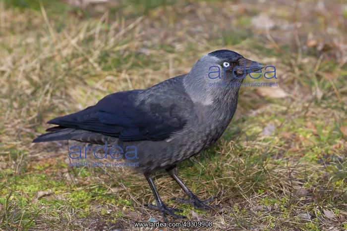  : 80197412 Jackdaw - adult Germany Corvus monedula
