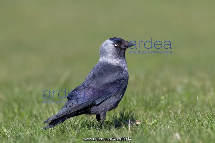 : 80197413 Jackdaw - adult Germany Corvus monedula : 80197413 Jackdaw - adult Germany Corvus monedula