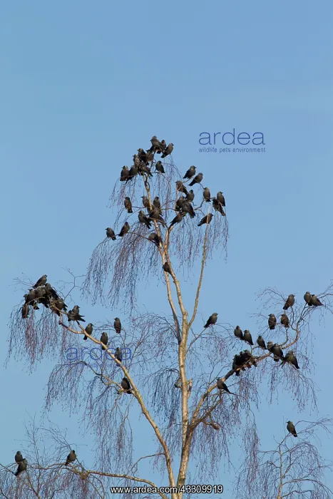 : 80197414 Jackdaw - flock roosting Dalarna, Sweden : 80197414 Jackdaw - flock roosting Dalarna, Sweden
