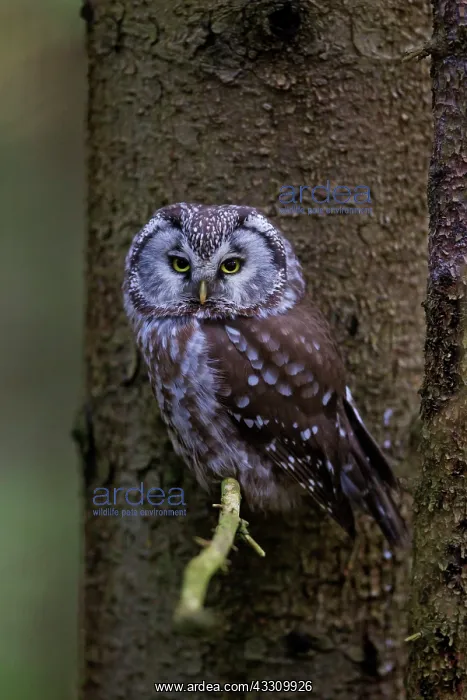 : 80197415 Boreal Owl - adult Dalarna, Sweden Aegolius : 80197415 Boreal Owl - adult Dalarna, Sweden Aegolius
