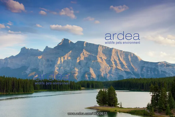 : 80197416 Two Jack Lake Banff National Park, Alberta : 80197416 Two Jack Lake Banff National Park, Alberta