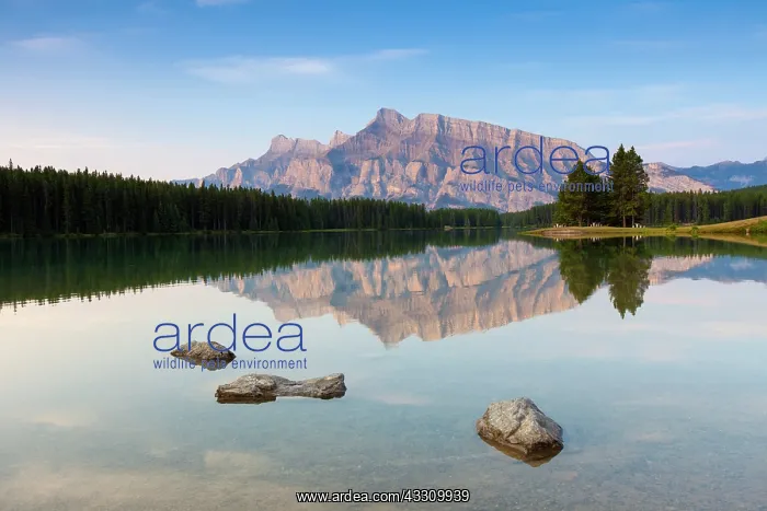 : 80197417 Two Jack Lake Banff National Park, Alberta : 80197417 Two Jack Lake Banff National Park, Alberta