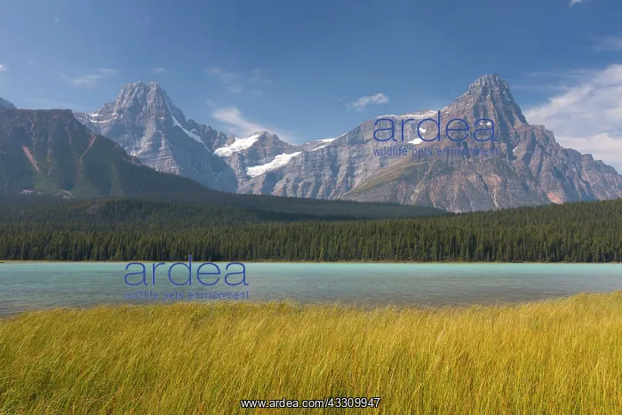 : 80197419 Upper Waterfowl Lake Jasper National Park : 80197419 Upper Waterfowl Lake Jasper National Park