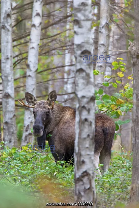 : 80197425 Moose - young moose bull in forest Sweden : 80197425 Moose - young moose bull in forest Sweden