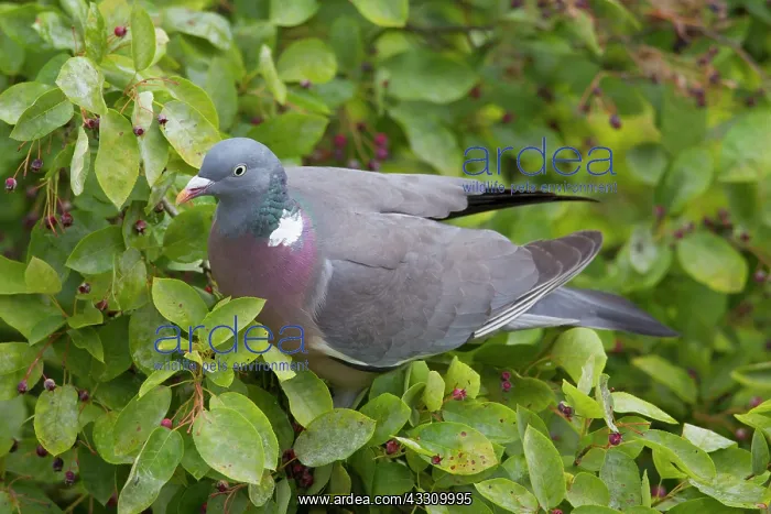 : 80197426 Wood Pigeon - adult Germany Columba palumbus : 80197426 Wood Pigeon - adult Germany Columba palumbus