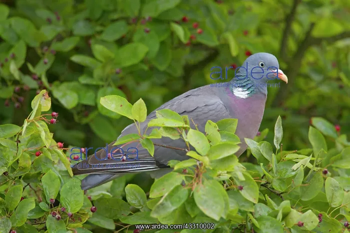 : 80197427 Wood Pigeon - adult Germany Columba palumbus : 80197427 Wood Pigeon - adult Germany Columba palumbus