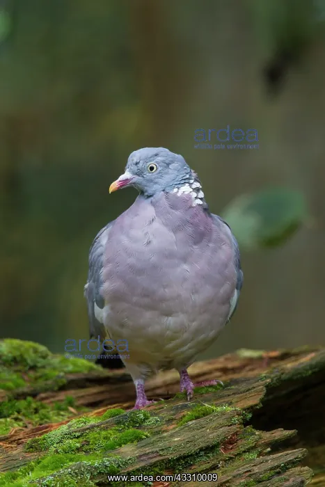 : 80197428 Wood Pigeon - adult Germany Columba palumbus : 80197428 Wood Pigeon - adult Germany Columba palumbus