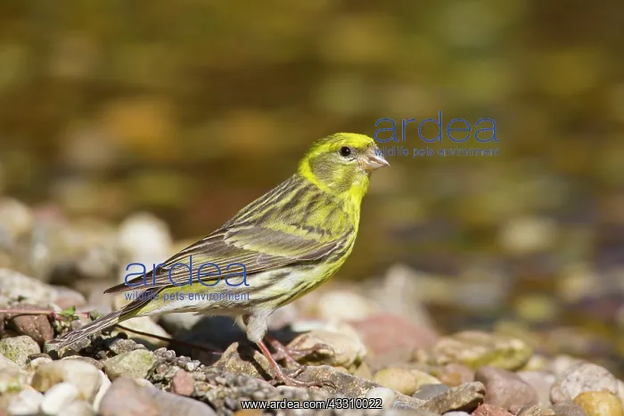: 80197430 Serin - male Mecklenburg-Western Pomerania : 80197430 Serin - male Mecklenburg-Western Pomerania