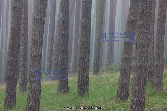 : 80197431 Scots Pine - tree trunks in fog Mueritz : 80197431 Scots Pine - tree trunks in fog Mueritz