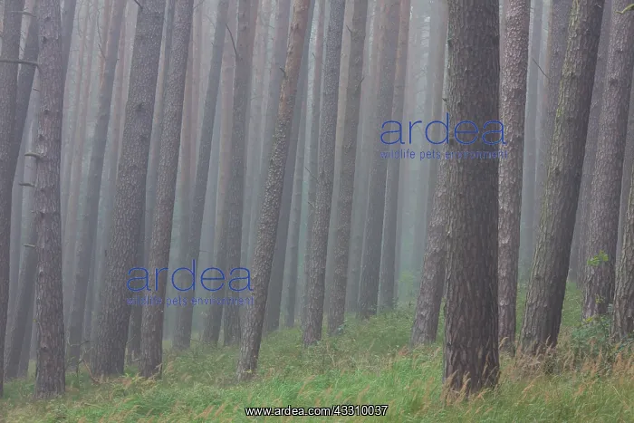 : 80197432 Scots Pine - tree trunks in fog Mueritz : 80197432 Scots Pine - tree trunks in fog Mueritz