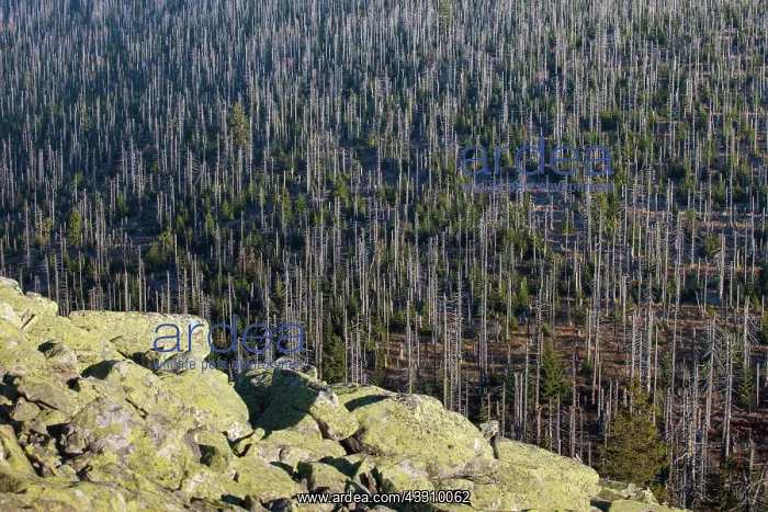 : 80197435 Bavarian Forest - view from Mount Lusen : 80197435 Bavarian Forest - view from Mount Lusen
