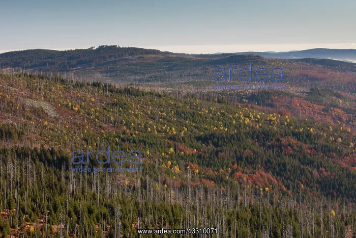 : 80197436 Bavarian Forest - view from Mount Lusen : 80197436 Bavarian Forest - view from Mount Lusen