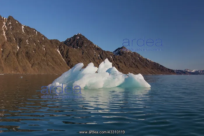 : 80197442 Iceberg Lilliehoeoek-Fjord, Krossfjord : 80197442 Iceberg Lilliehoeoek-Fjord, Krossfjord