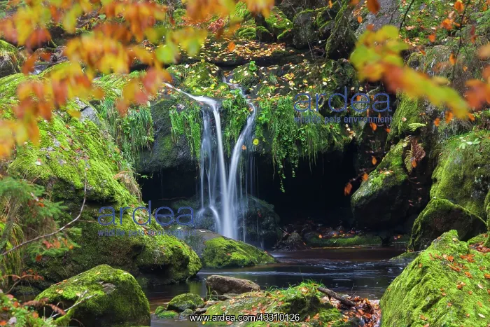 : 80197443 Grosse Ohe - stream flows through the valley : 80197443 Grosse Ohe - stream flows through the valley