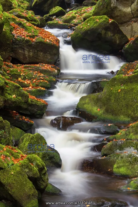 : 80197445 Grosse Ohe - stream flows through the valley : 80197445 Grosse Ohe - stream flows through the valley