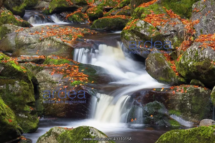 : 80197446 Grosse Ohe - stream flows through the valley : 80197446 Grosse Ohe - stream flows through the valley