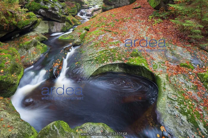 : 80197447 Grosse Ohe - stream flows through the valley : 80197447 Grosse Ohe - stream flows through the valley
