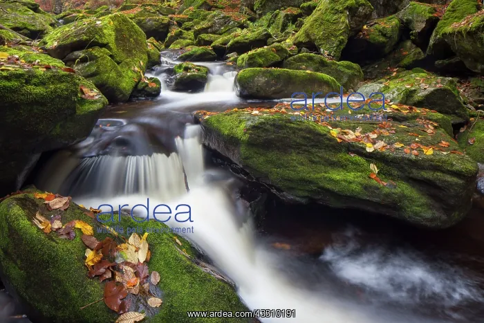 : 80197449 Grosse Ohe - stream flows through the valley : 80197449 Grosse Ohe - stream flows through the valley