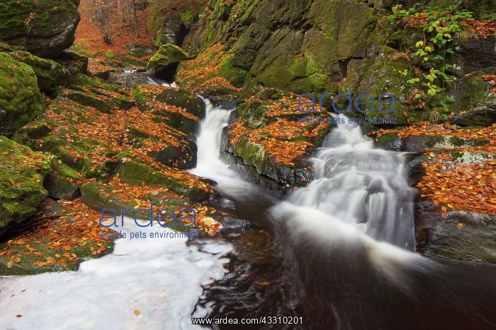 : 80197450 Grosse Ohe - stream flows through the valley : 80197450 Grosse Ohe - stream flows through the valley
