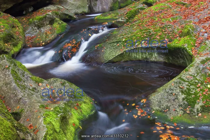 : 80197451 Grosse Ohe - stream flows through the valley : 80197451 Grosse Ohe - stream flows through the valley