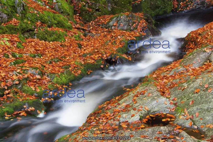  : 80197452 Grosse Ohe - stream flows through the valley