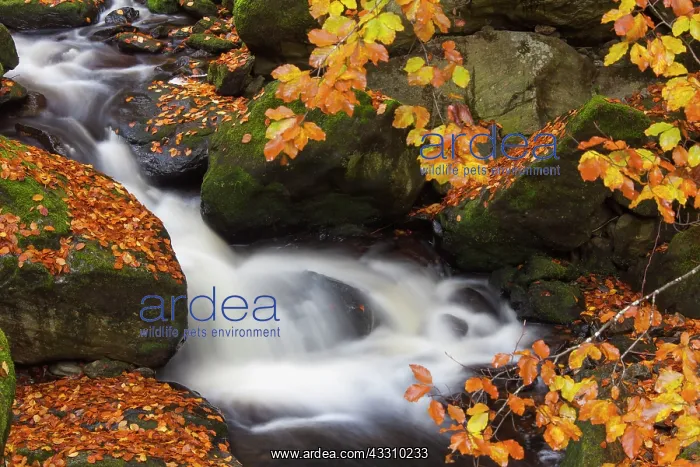 : 80197453 Grosse Ohe - stream flows through the valley : 80197453 Grosse Ohe - stream flows through the valley