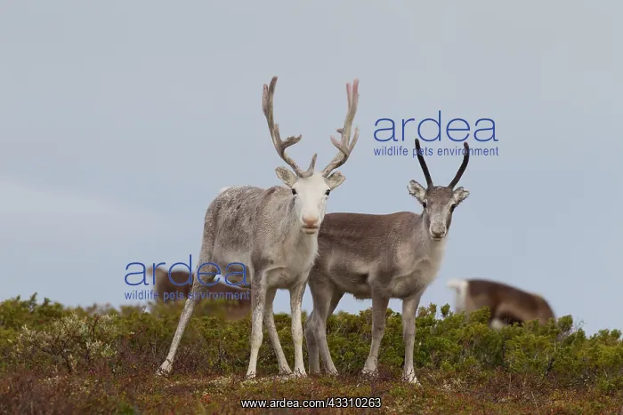 : 80197456 Reindeer - migrating herd in mountainous : 80197456 Reindeer - migrating herd in mountainous