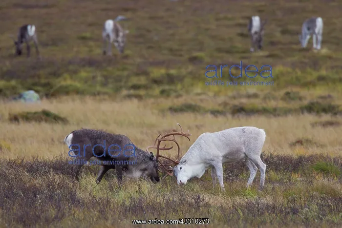 : 80197457 Reindeer - migrating herd in mountainous : 80197457 Reindeer - migrating herd in mountainous