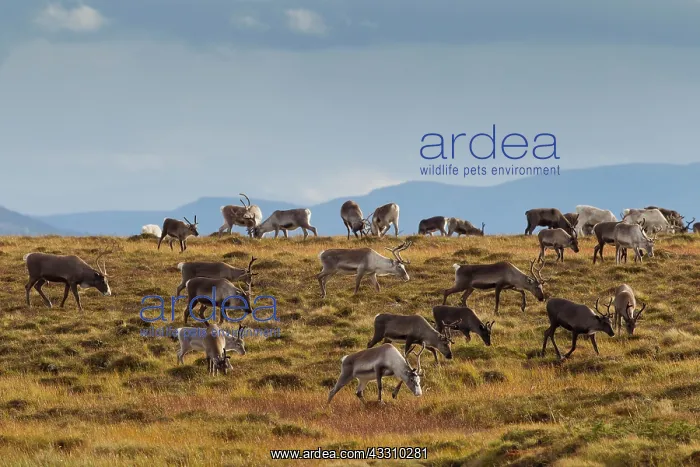 : 80197458 Reindeer - migrating herd in mountainous : 80197458 Reindeer - migrating herd in mountainous