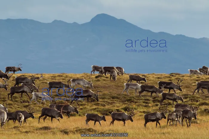 : 80197459 Reindeer - migrating herd in mountainous : 80197459 Reindeer - migrating herd in mountainous
