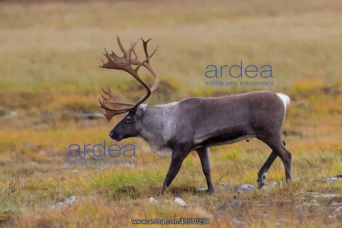 : 80197460 Rentier - male walking in tundra Jaemtland : 80197460 Rentier - male walking in tundra Jaemtland