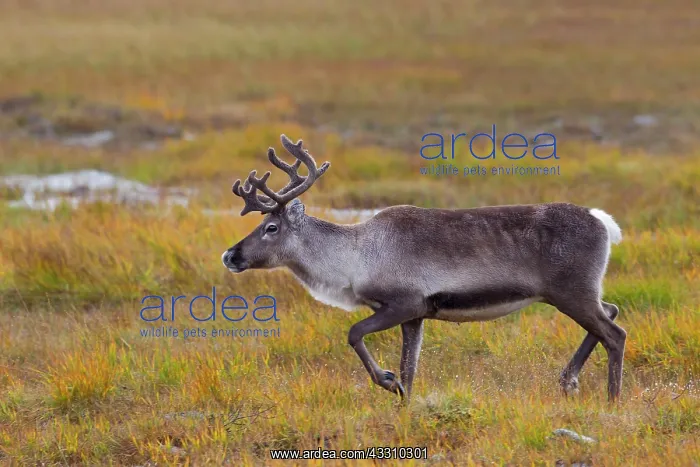 : 80197461 Rentier - female walking in tundra Jaemtland : 80197461 Rentier - female walking in tundra Jaemtland